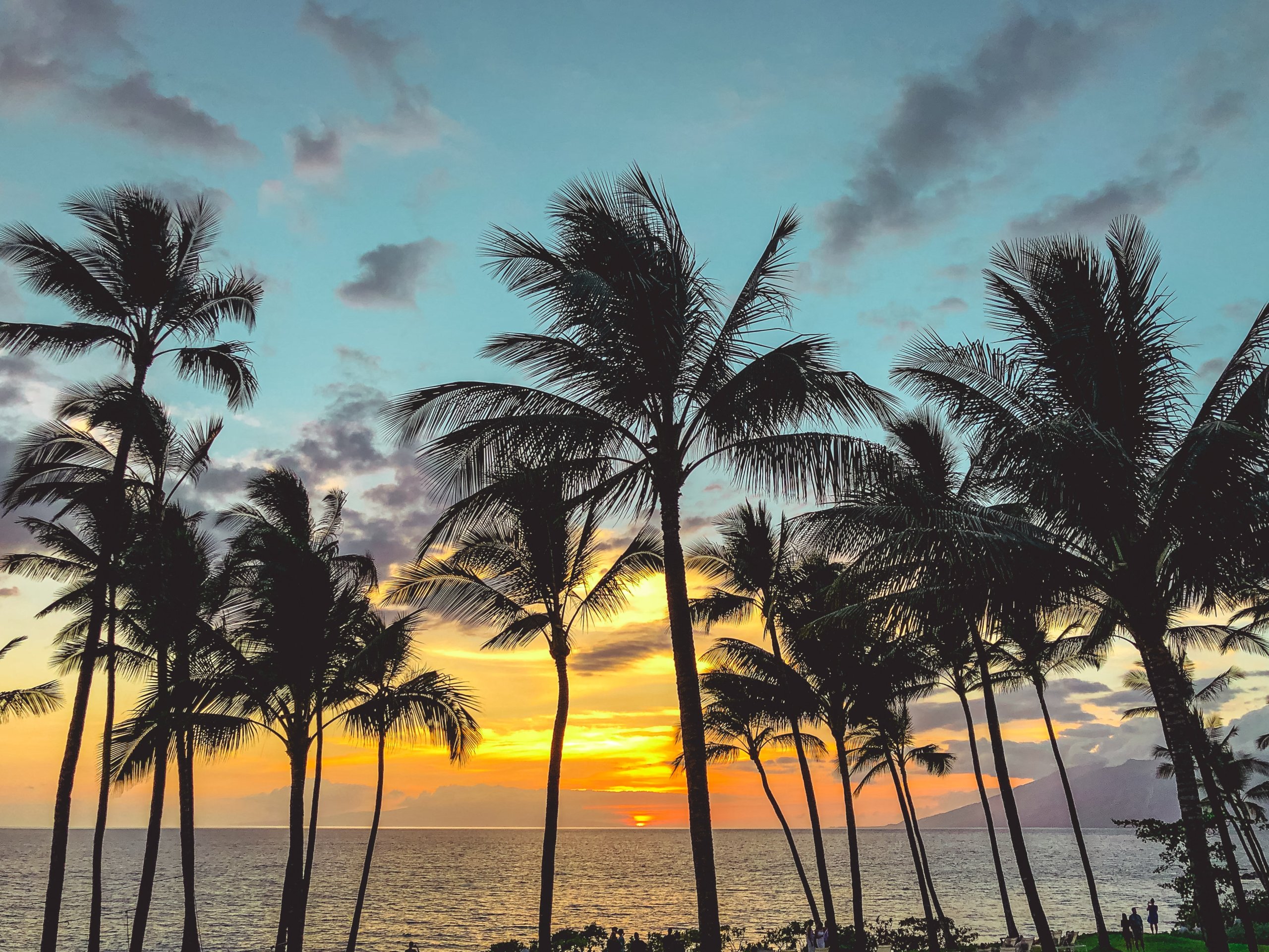 Palm trees at sunset