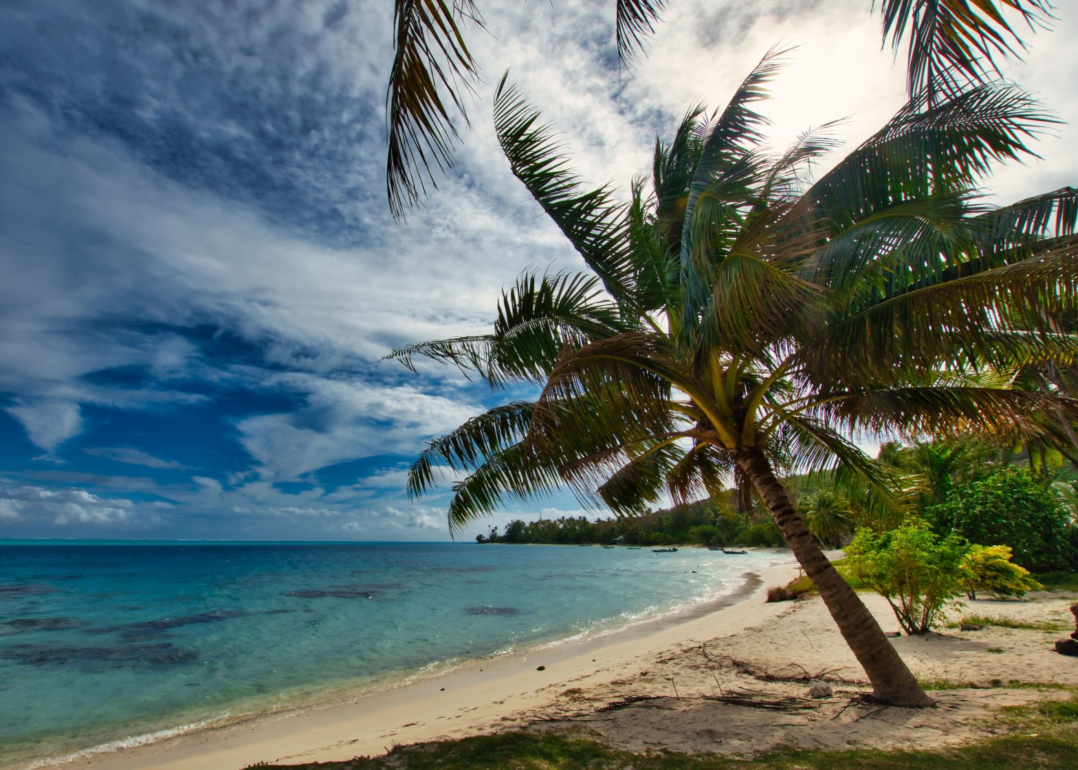 Beach, sand, and palm trees