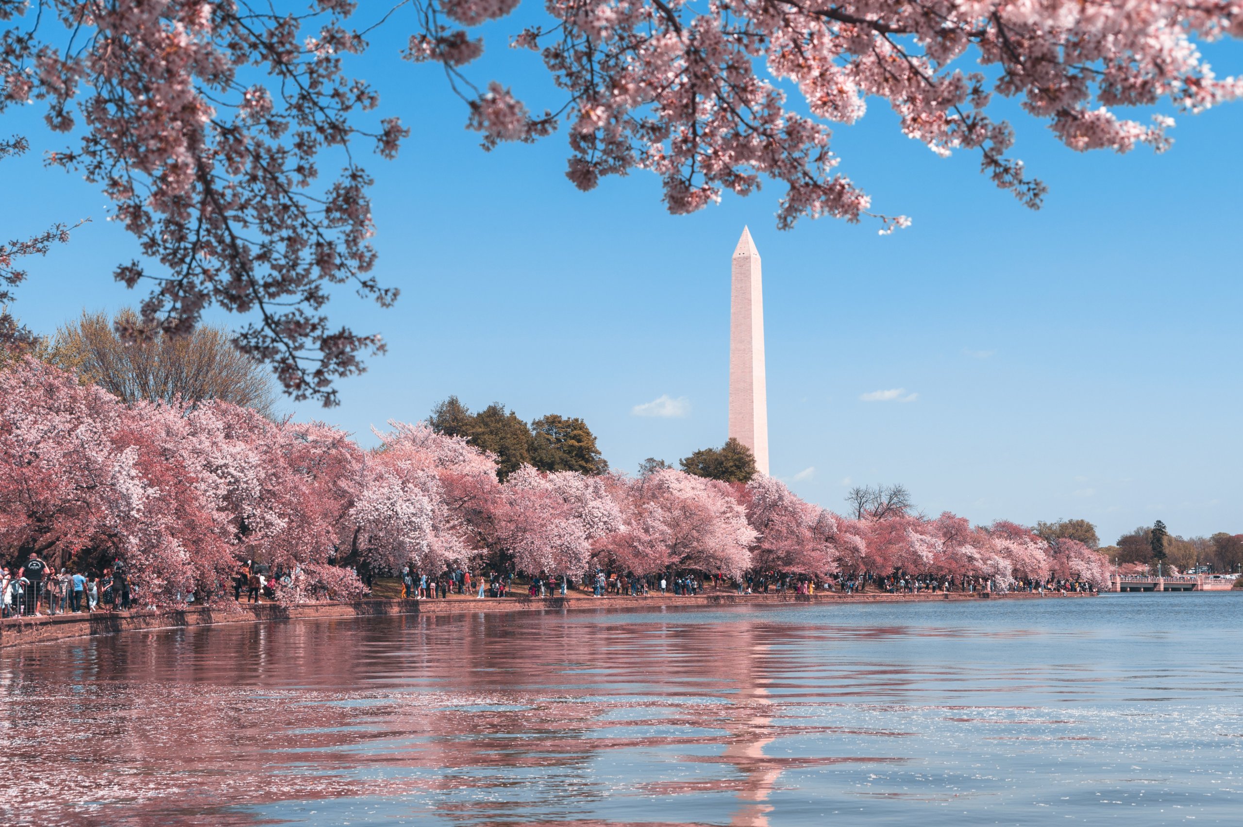 White pillar near water and pink blossoms on trees