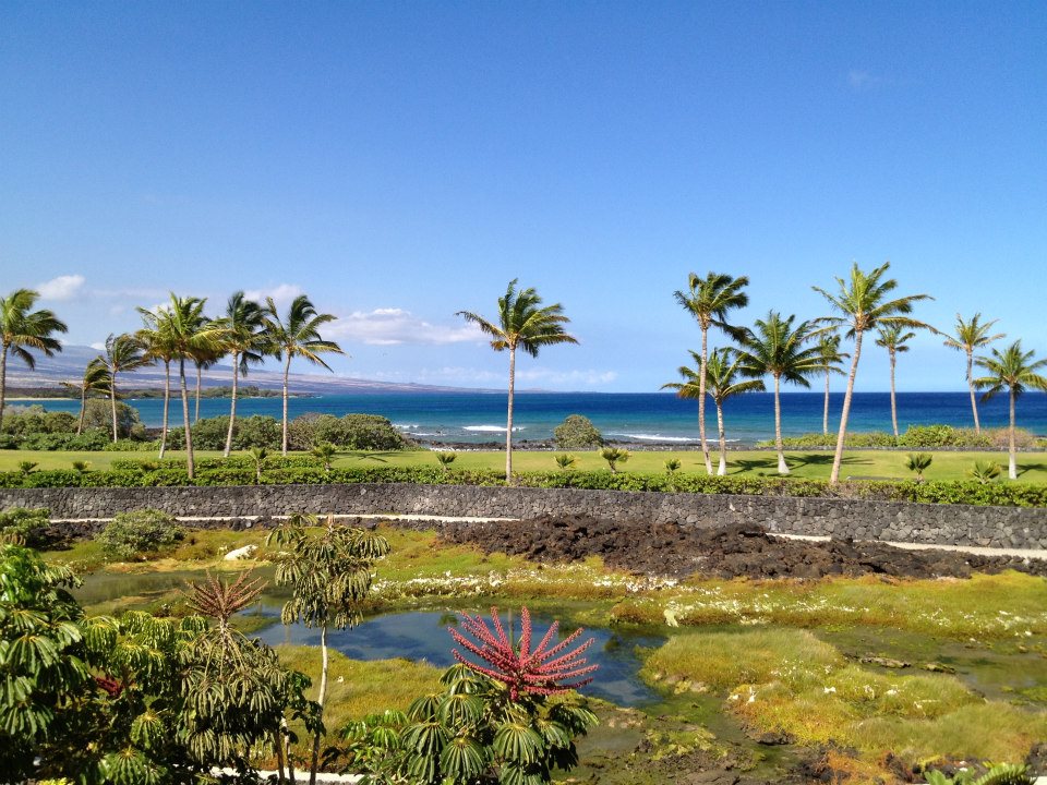 pool area with palm trees