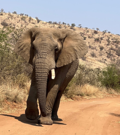 Large grey animal with tusks