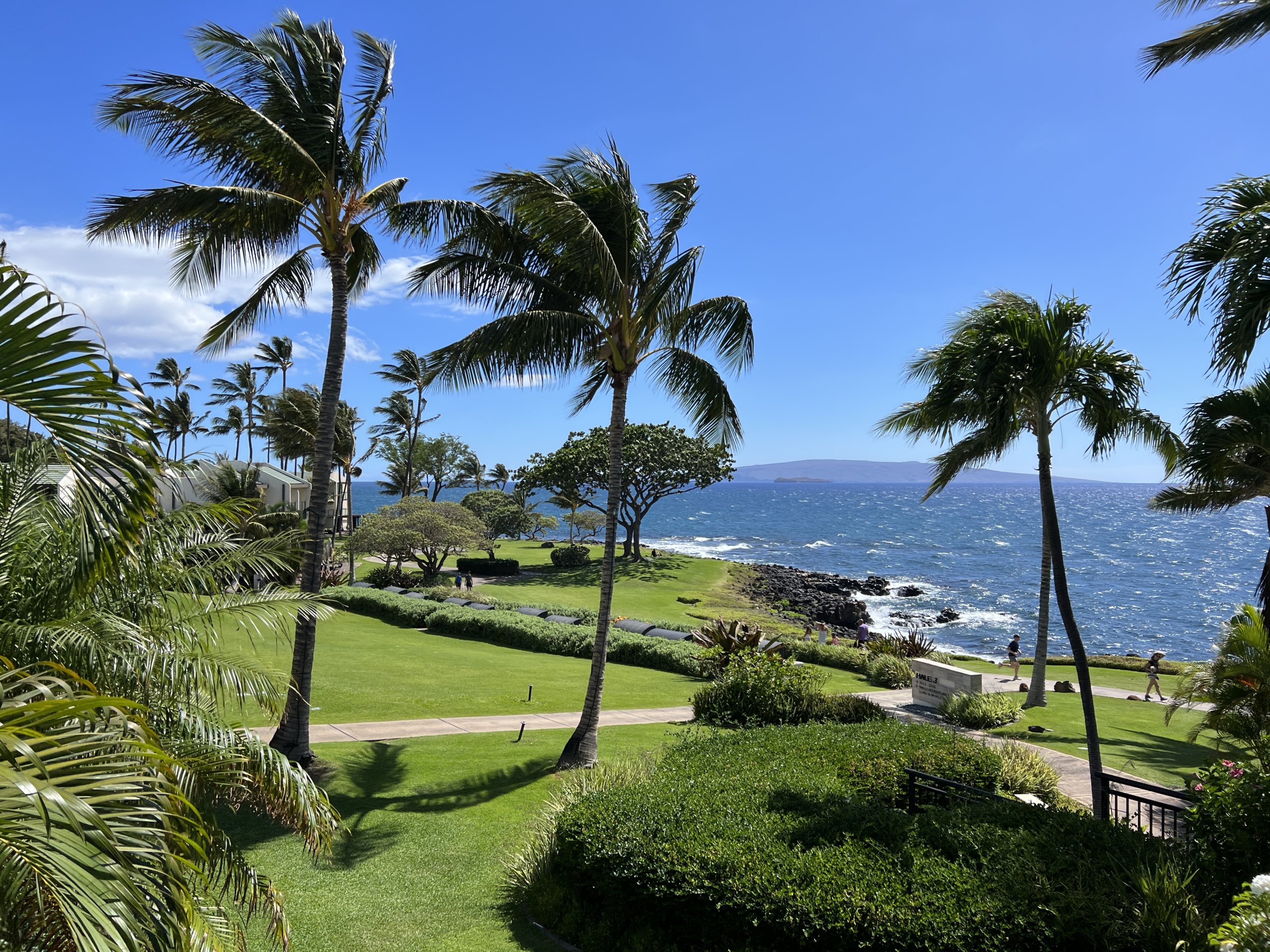 Palm trees and walkways near blue water