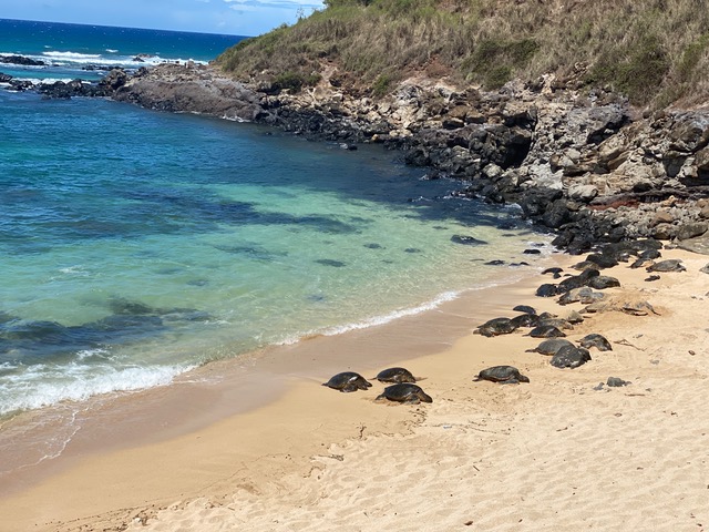 Sand, turquoise water and turtles