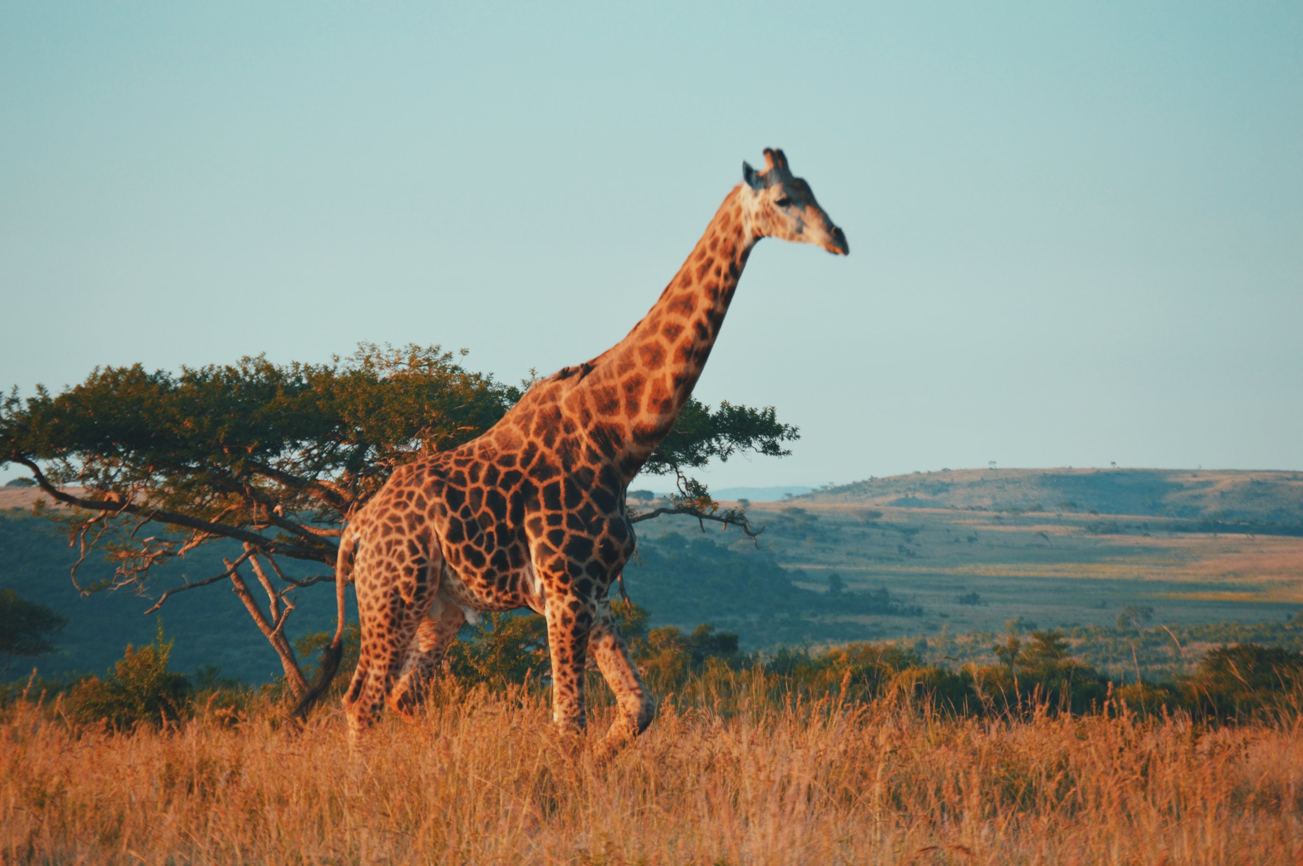 Animal with long neck walking in dry grass