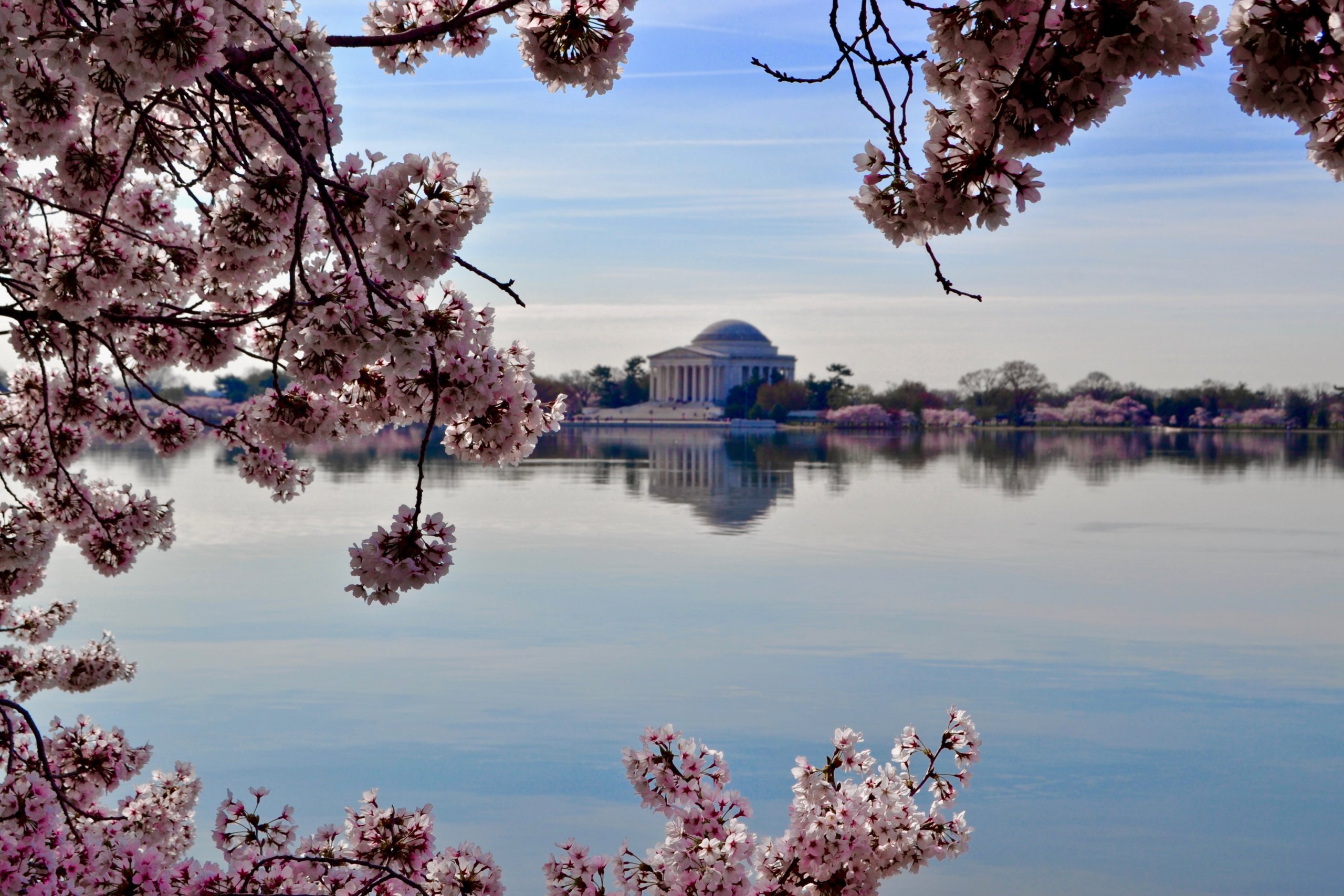Cherry Blossoms Framing White Building