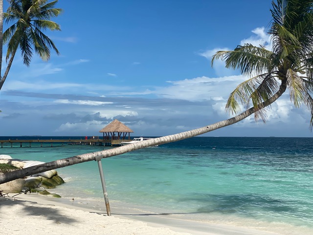 White sand, turquoise water and a palm tree