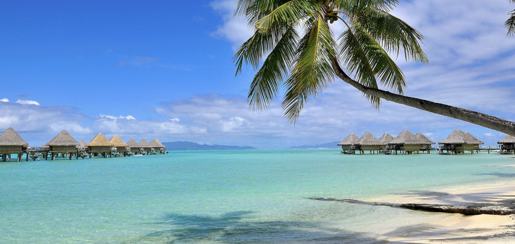 Palm tree in foreground of turquoise water and overwater villas