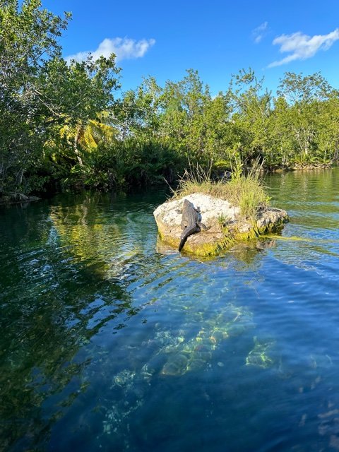 aligator sunning on rock