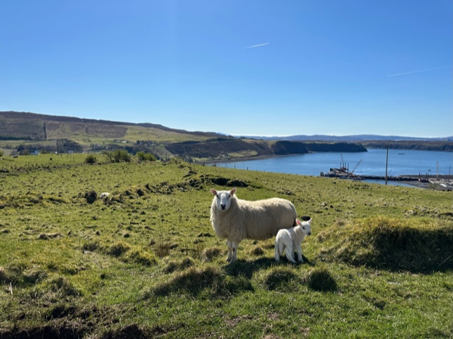 Sheep on green grass