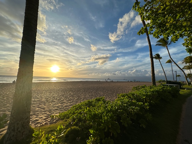 Palm trees, sand, and water at sunset