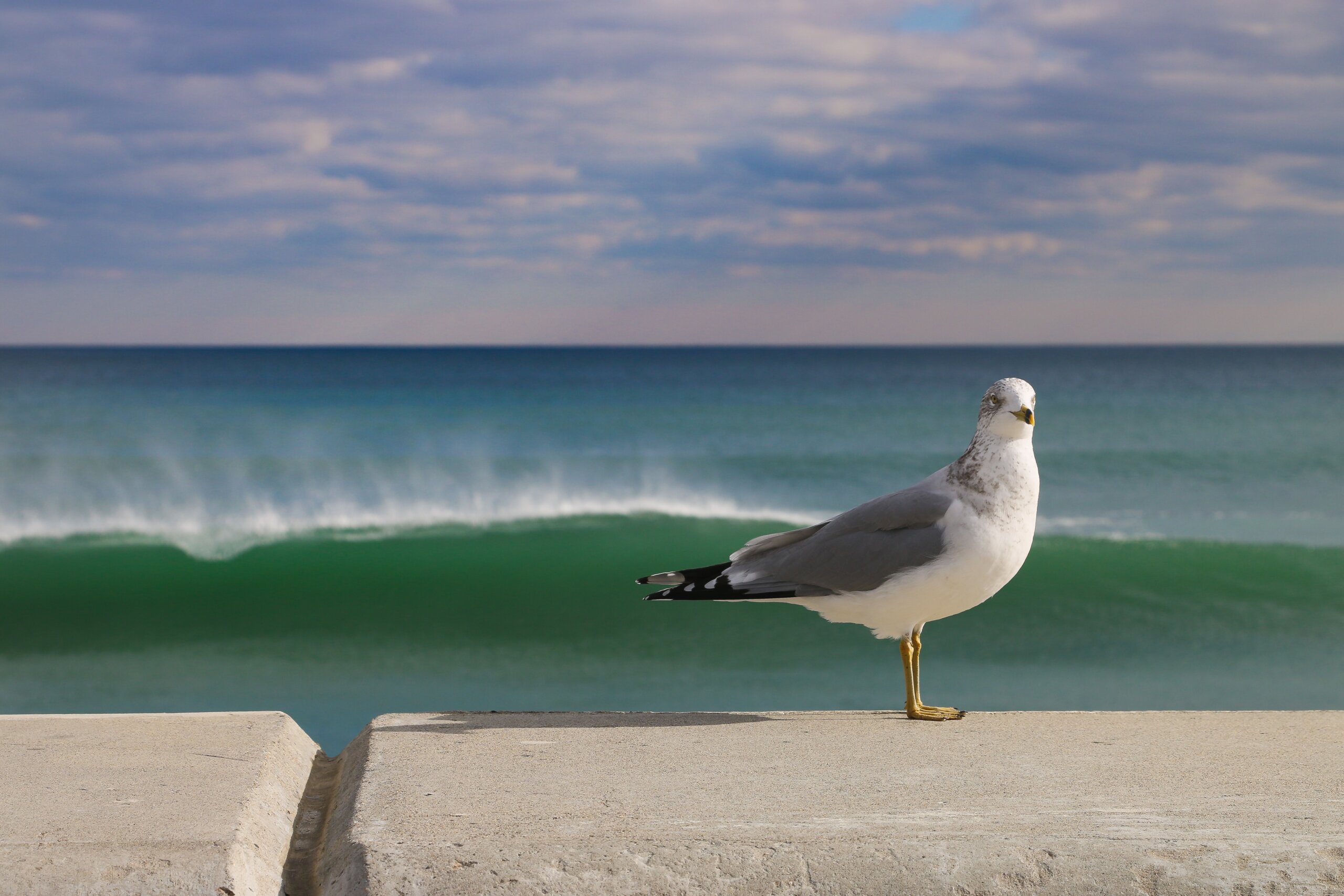 Seagull on beach