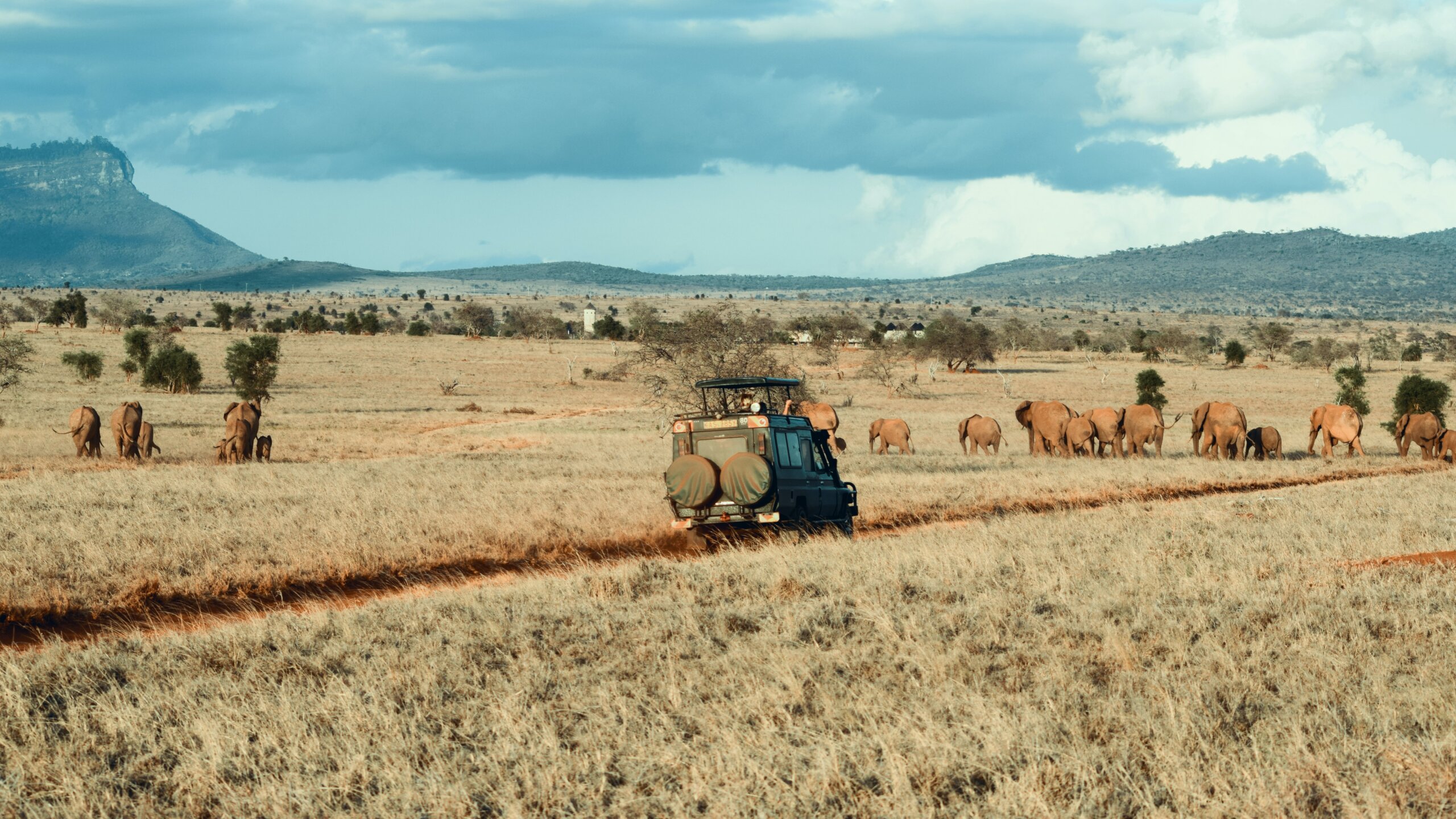 Jeep on African plains with animals present