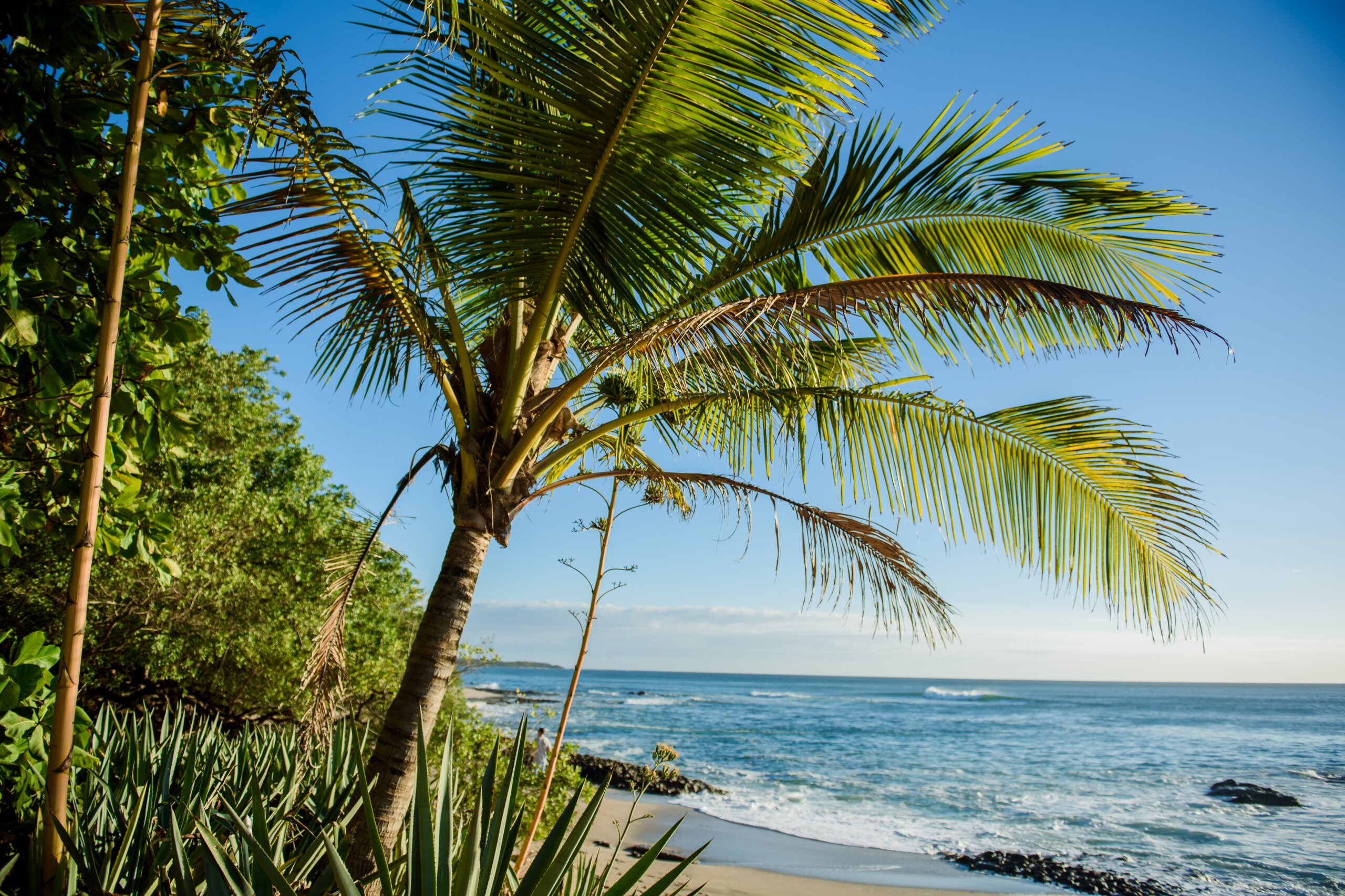 Palm trees near beach and blue water