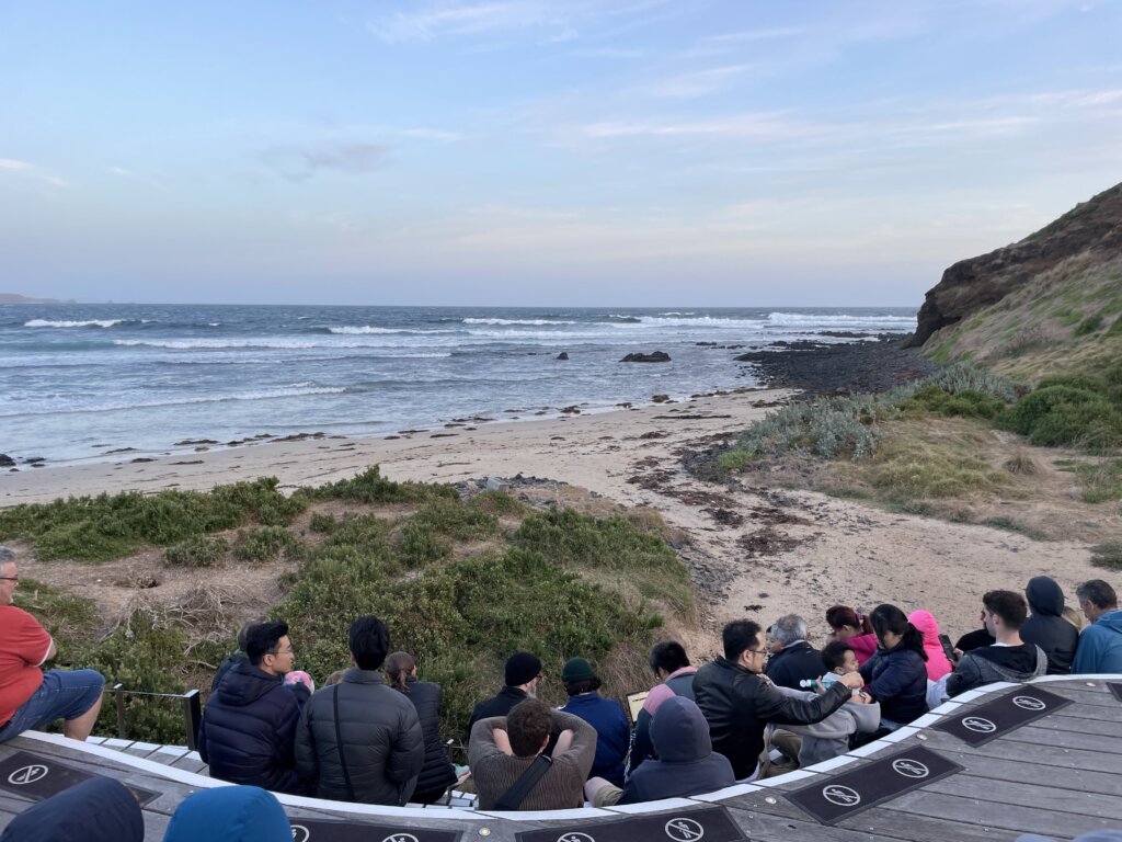 Philips Island Penguin Parade