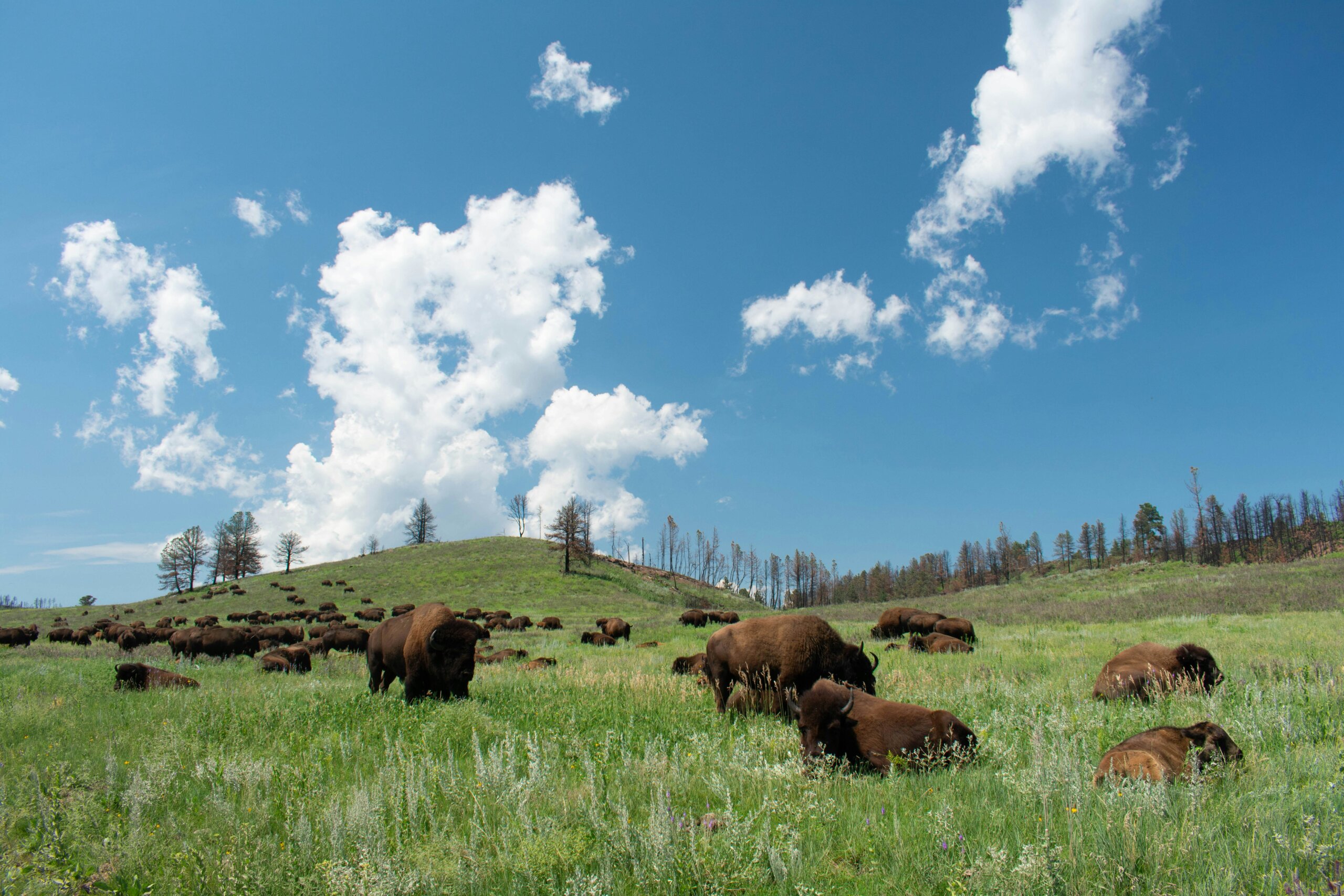 Large brown animals resting in green grass