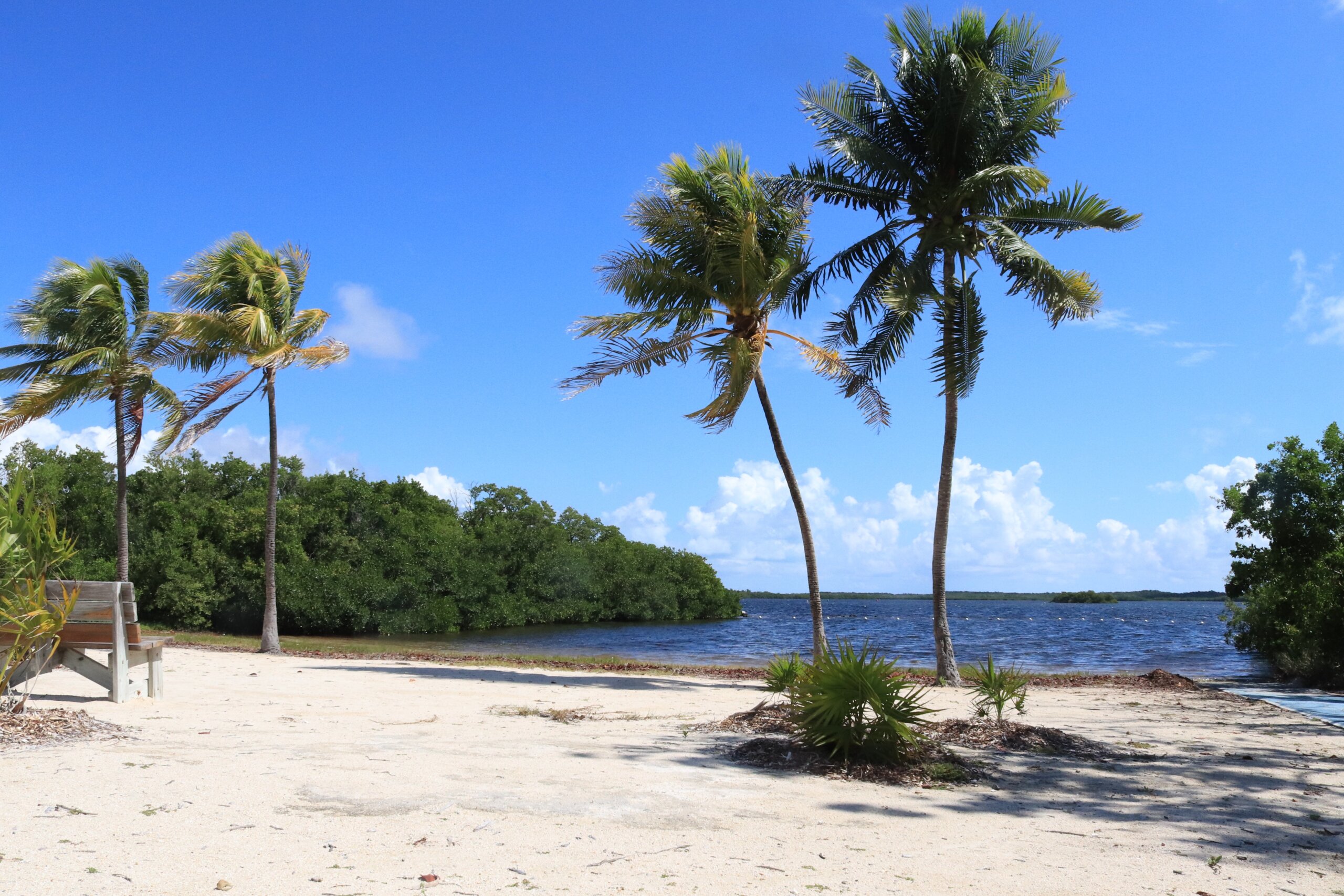Palm trees, blue water and sand