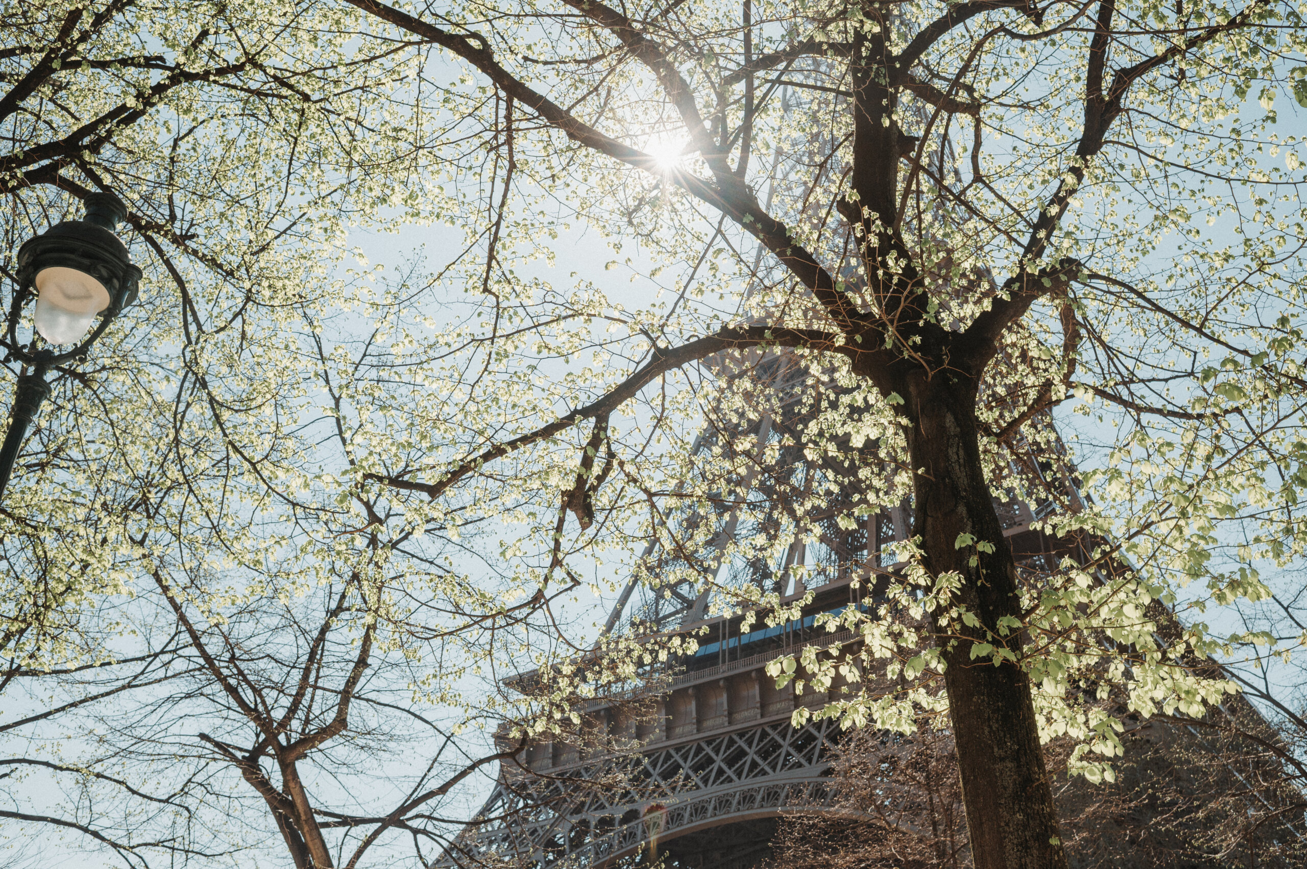 A tree and lamp post placed in front of the eiffel tower