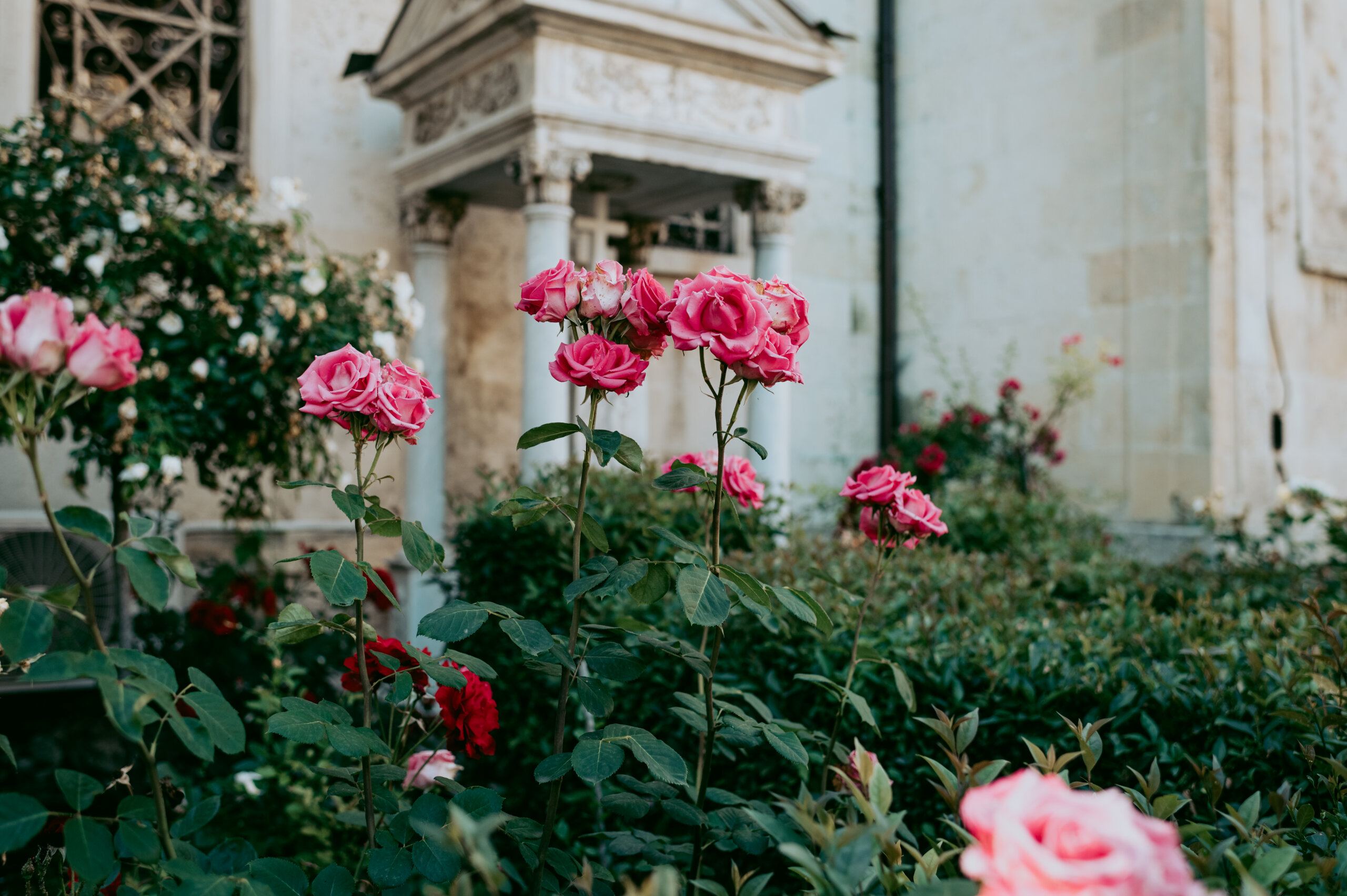 Vibrant rose bush with pink blooms
