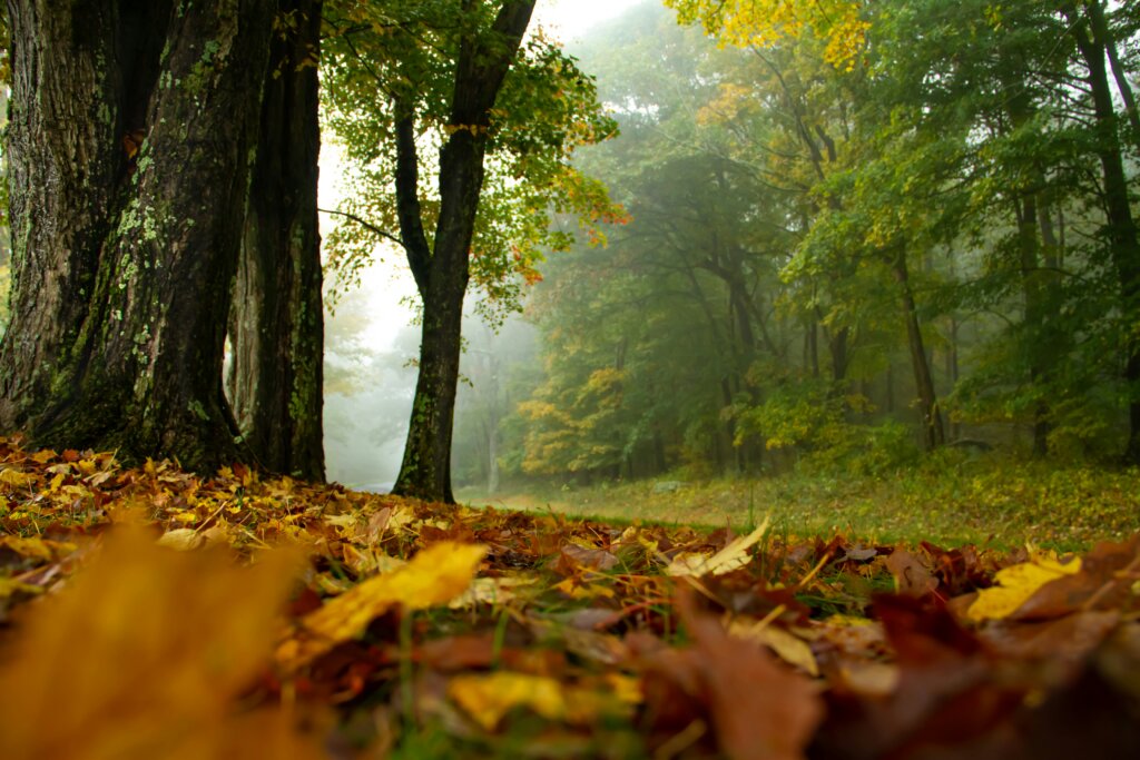Fall colors and fog rolling into the forest of Shenandoah National Park